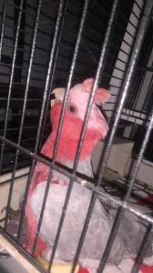 Image result for pheega