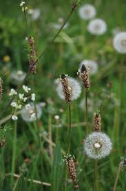 Attēlu rezultāti vaicājumam “Plantago lanceolata flower”