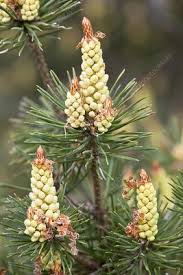 Attēlu rezultāti vaicājumam “Pinus pumila male flower”