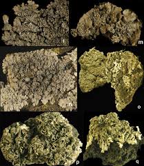 Attēlu rezultāti vaicājumam “Punctelia subrudecta”