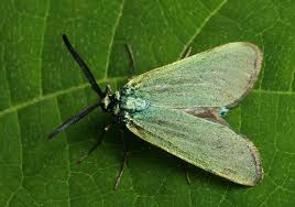 Attēlu rezultāti vaicājumam “Colostygia pectinataria male”