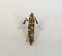 Attēlu rezultāti vaicājumam “Gracillaria syringella larva”