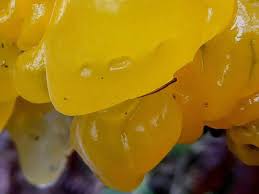 Attēlu rezultāti vaicājumam “Tremella mesenterica”