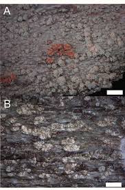 Attēlu rezultāti vaicājumam “Xylographa paralella”