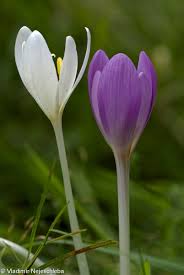 Attēlu rezultāti vaicājumam “Colchicum autumnale”