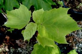 Attēlu rezultāti vaicājumam “Acer rufinerve”