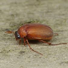 Attēlu rezultāti vaicājumam “Serica brunnea imago”