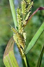 Attēlu rezultāti vaicājumam “Echinochloa crus-galli leaf”