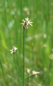 Attēlu rezultāti vaicājumam “Eleocharis uniglumis flower”