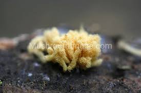 Attēlu rezultāti vaicājumam “Heterotrichia obvelata (syn. Arcyria obvelata) young”