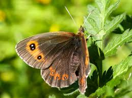 Attēlu rezultāti vaicājumam “Erebia aethiops underside”