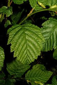 Attēlu rezultāti vaicājumam “Alnus incana leaf”