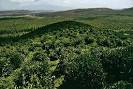 Basilan: coffee plantation -- Britannica Online Encyclopedia