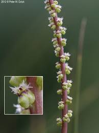 Attēlu rezultāti vaicājumam “Triglochin maritimum”