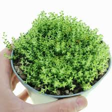 Image result for Sedum album `Coral Carpet`