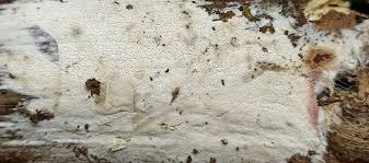 Attēlu rezultāti vaicājumam “Ceriporia viridans”