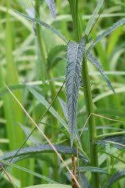 Attēlu rezultāti vaicājumam “Jacobaea paludosa leaf”