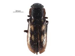 Attēlu rezultāti vaicājumam “Glischrochilus grandis”