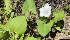 Attēlu rezultāti vaicājumam “Calystegia inflata leaf”