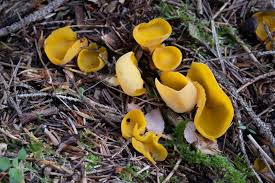 Attēlu rezultāti vaicājumam “Sowerbyella radiculata”