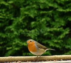 Attēlu rezultāti vaicājumam “Erithacus rubecula adult”