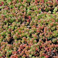 Attēlu rezultāti vaicājumam “Sedum album flower”