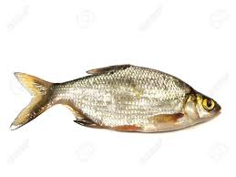 Image result for Abramis brama