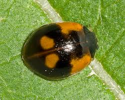 Attēlu rezultāti vaicājumam “Adalia bipunctata”