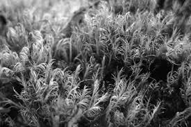 Attēlu rezultāti vaicājumam “| Dicranella”