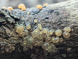 Attēlu rezultāti vaicājumam “Myxarium nucleatum”