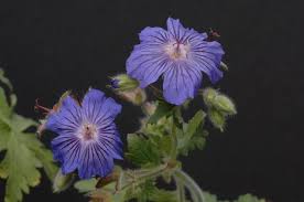 Attēlu rezultāti vaicājumam “Geraniaceae”