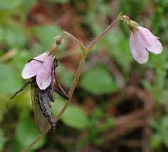 Attēlu rezultāti vaicājumam “Linnaea borealis flower”
