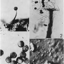 Attēlu rezultāti vaicājumam “Didymium xanthopus stalked”