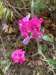 Attēlu rezultāti vaicājumam “Lathyrus latifolius bud”
