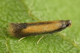 Attēlu rezultāti vaicājumam “Tischeriidae”