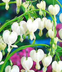 Image result for tränendes Herz