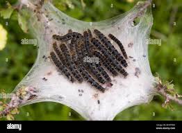 Attēlu rezultāti vaicājumam “Eriogaster lanestris”