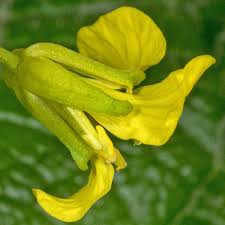 Attēlu rezultāti vaicājumam “Barbarea vulgaris subsp. arcuata fruit”