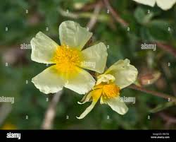 Attēlu rezultāti vaicājumam “Helianthemum x hybridum flower”