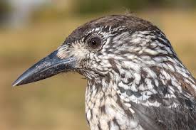 Attēlu rezultāti vaicājumam “Nucifraga caryocatactes adult”