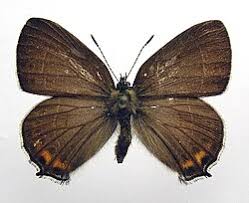 Attēlu rezultāti vaicājumam “Satyrium pruni”