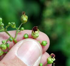 Attēlu rezultāti vaicājumam “Scrophularia nodosa”