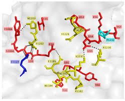 Attēlu rezultāti vaicājumam “Tetanops myopina”