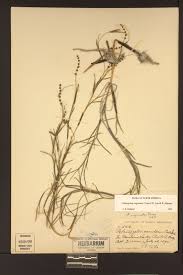 Attēlu rezultāti vaicājumam “Stuckenia filiformis flower”