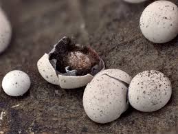 Attēlu rezultāti vaicājumam “Diderma testaceum sessile”