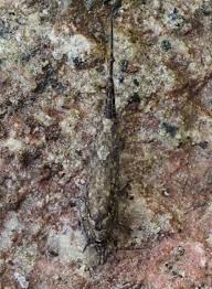 Attēlu rezultāti vaicājumam “Machilidae”