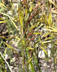 Attēlu rezultāti vaicājumam “Bromopsis inermis leaf”