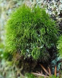 Attēlu rezultāti vaicājumam “Dicranum undulatum”