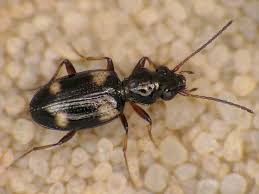 Attēlu rezultāti vaicājumam “Bembidion quadrimaculatum”