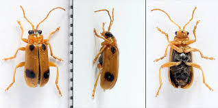 Attēlu rezultāti vaicājumam “Phyllobrotica quadrimaculata”